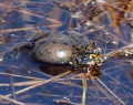 Kuňka obecná<br>Bombina bombina<br>Místo: Dívčice (CB)<br>Datum pořízení:<br>2.5.2009