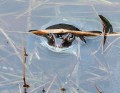 Skokan hnědý<br>Rana temporaria<br>pozn. při rozmnožování<br>Místo: Pacova hora (PR)<br>Datum pořízení:<br>26.3.2011