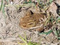 Ropucha obecná<br>Bufo bufo<br>Místo: Pacova hora (PR)<br> Datum pořízení:<br>24.4.2011