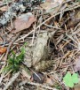 Skokan štíhlý<br>Rana dalmatina<br>Místo: Tábor (Harachovka)<br>Datum pořízení:<br>2.9.2011
