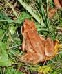 Skokan hnědý<br>Rana temporaria<br>Místo: Kvilda Šumava<br>Datum pořízení:<br>10.9.2011