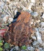 Ropucha obecná<br>Bufo bufo<br>Místo: Pacova hora (PR)<br> Datum pořízení:<br>11.9.2011