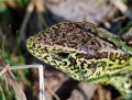 Ještěrka obecná<br>Lacerta agilis<br>Místo: Pacova hora (PR)<br>Datum pořízení:<br>24.4.2011