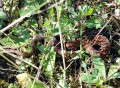 Zmije obecná<br>Vipera berus<br>Místo: Pacova hora (PR)<br>Datum pořízení:<br>11.9.2011