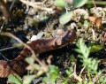 Zmije obecná<br>Vipera berus<br>Místo: Pacova hora (PR)<br>Datum pořízení:<br>11.9.2011