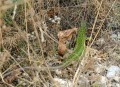 Ještěrka zelená<br>Lacerta viridis<br>(samice)<br>Místo: Děvičky (Pálava)<br>Datum pořízení: 21.8.2013 